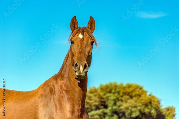 Fototapeta horse