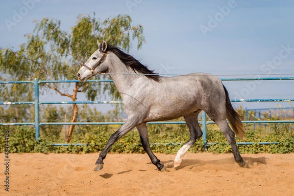 Obraz spanish horse