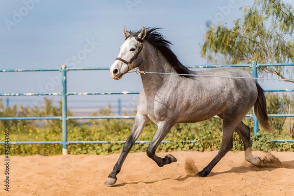 Obraz spanish horse