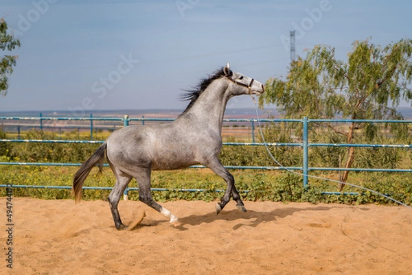 Obraz spanish horse