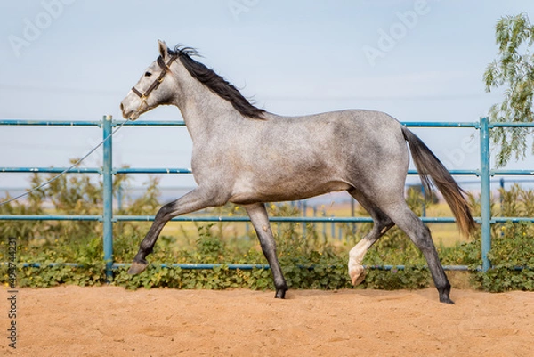 Obraz spanish horse