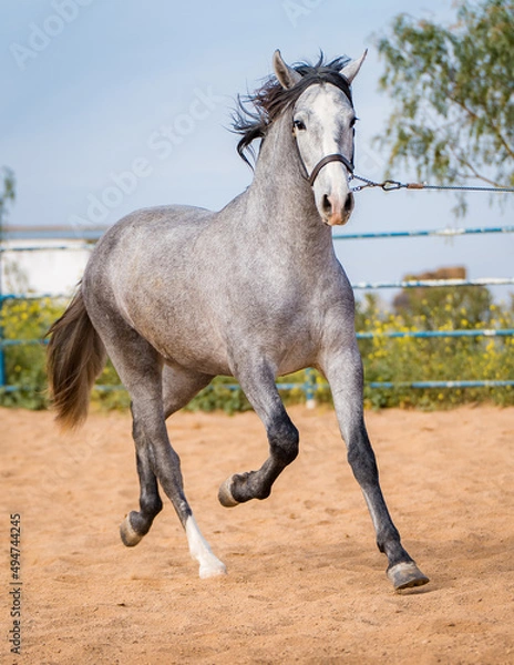 Obraz spanish horse