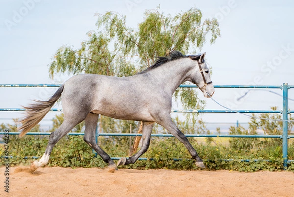 Obraz spanish horse