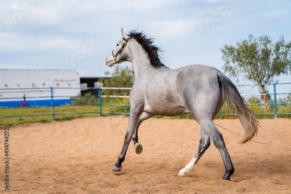 Obraz spanish horse
