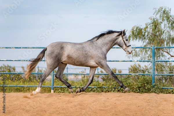 Obraz spanish horse