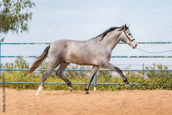 Obraz spanish horse