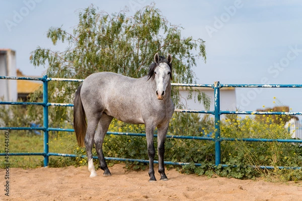 Obraz spanish horse