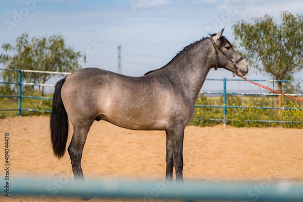 Obraz spanish horse