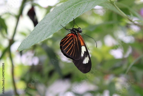 Obraz Orange Butterfly