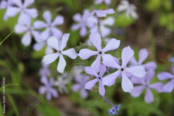 Obraz Purple Flowers