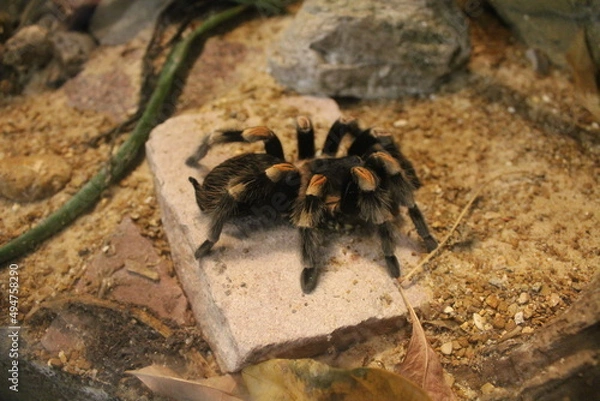 Obraz Tarantula