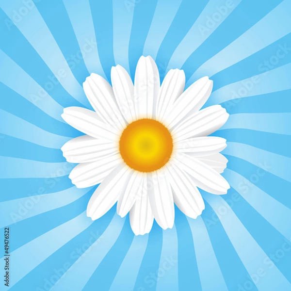 Obraz daisy background