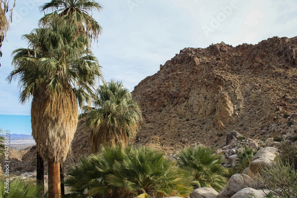 Obraz palm trees in the desert