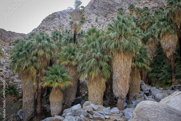Obraz Palm Oasis