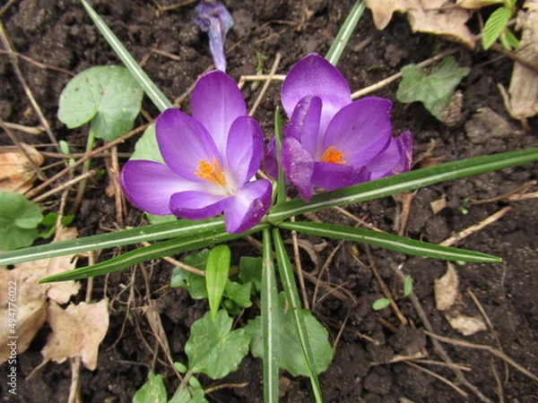 Obraz Krokus