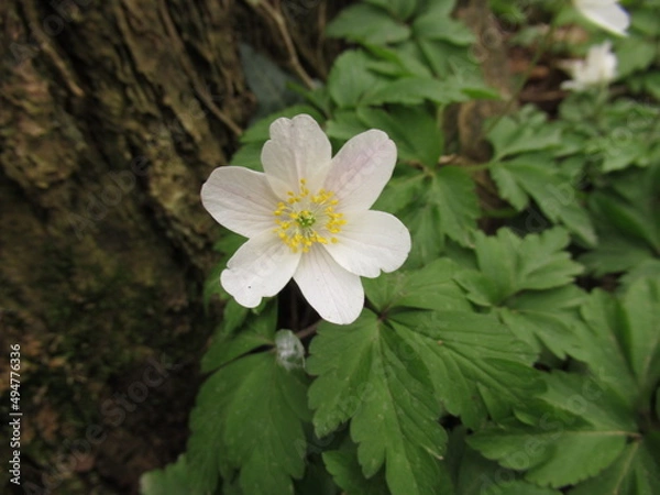 Obraz Nahaufnahme eines Buschwindröschens