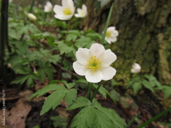 Obraz Nahaufnahme eines Buschwindröschens