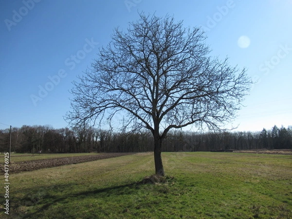 Obraz Baum auf einer Wiese