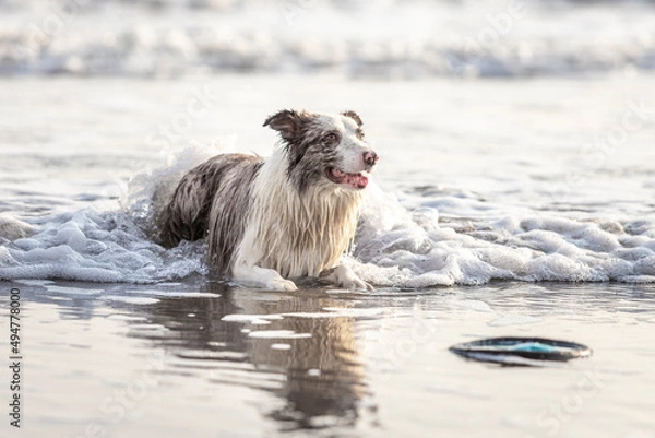 Fototapeta cute border collie dog lying in the wet sand on the beach