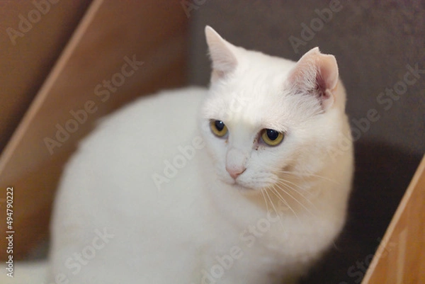 Fototapeta 白の保護猫（a cute white rescued cat）