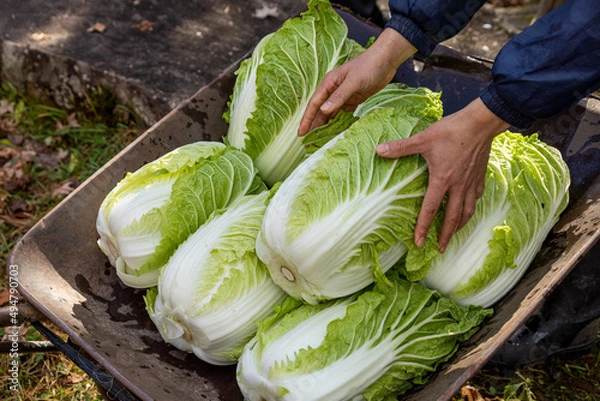 Obraz ハクサイ 飛騨産野菜