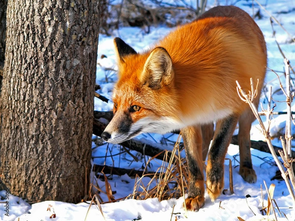 Obraz Czerwony Lis 34