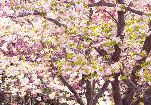 Fototapeta 활짝핀 겹벚꽃 풍경