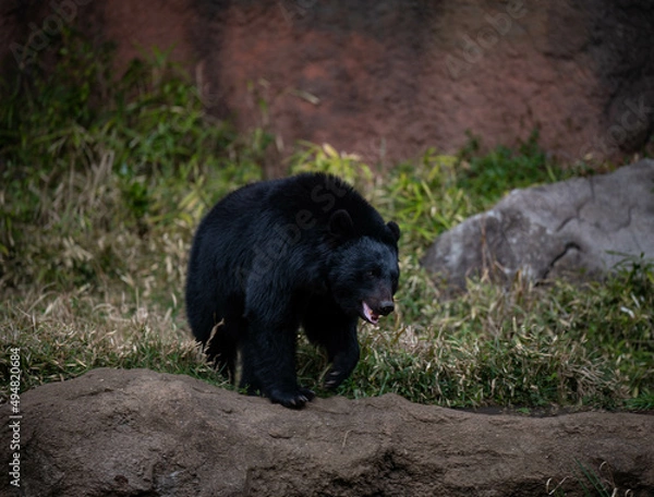 Obraz 二ホンツキノワグマ