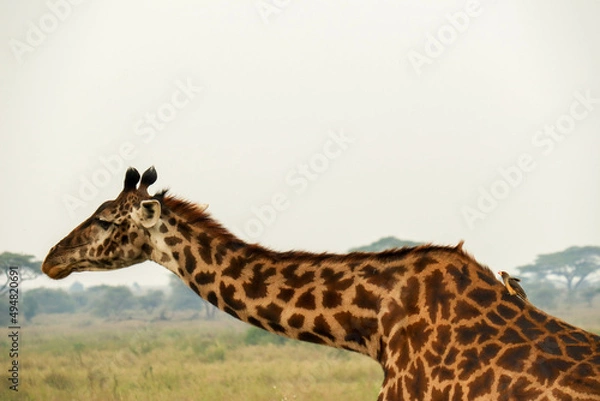 Obraz giraffe in the wild