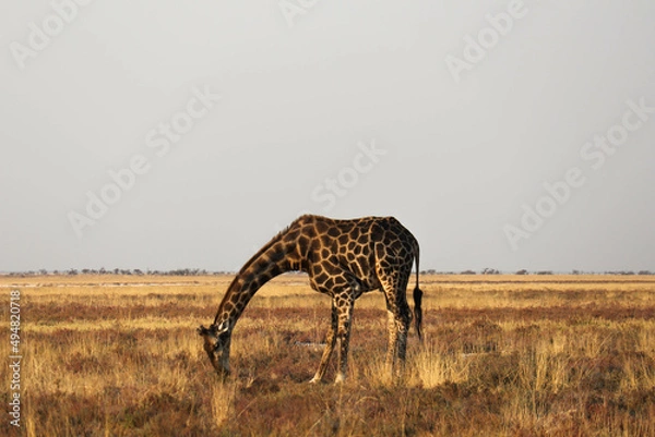 Obraz giraffe in the savannah