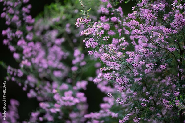 Obraz ジャノメエリカ