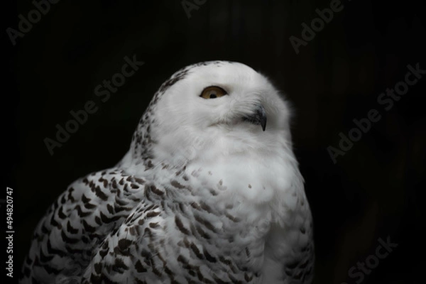 Obraz シロフクロウ