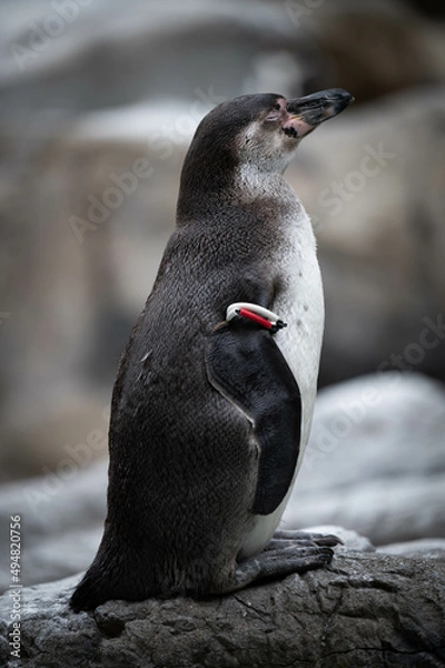 Obraz フンボルトペンギン