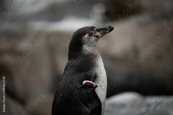 Obraz フンボルトペンギン