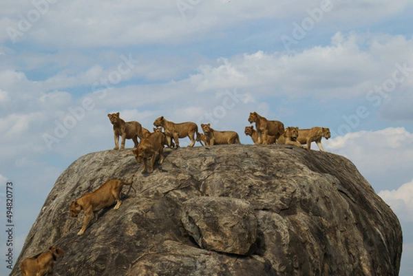 Obraz lioness on the rock
