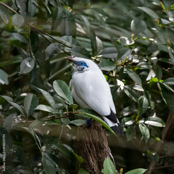 Obraz カンムリシロムク