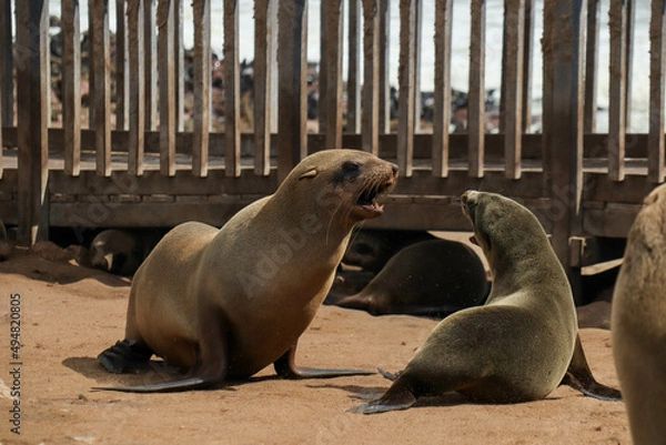 Obraz fighting sea lions