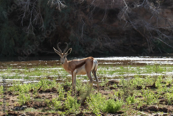 Obraz springbok in the forest