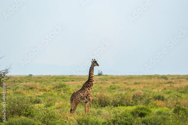 Obraz giraffe in the savannah