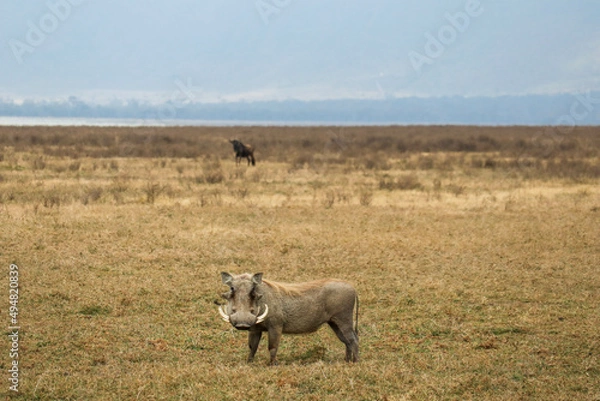 Obraz warthog in the wild