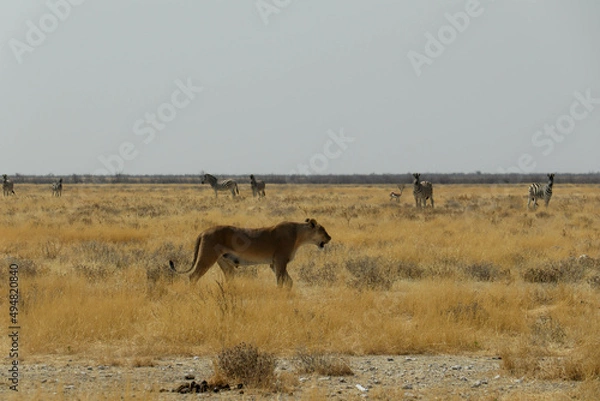 Obraz lioness in the wild