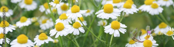 Fototapeta Flower Banner. Chamomile flower field. Chamomile in nature. Field of daisies on a sunny day in nature. Daisy chamomile flowers on a summer day. Chamomile flowers field wide background in sunlight