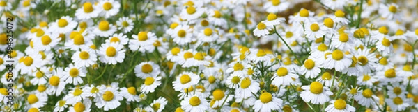 Fototapeta Flower Banner. Chamomile flower field. Chamomile in nature. Field of daisies on a sunny day in nature. Daisy chamomile flowers on a summer day. Chamomile flowers field wide background in sunlight
