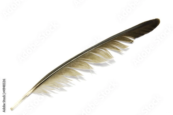 Obraz Feather with shadow and white background 3
