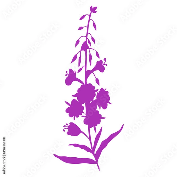 Fototapeta Willow herb, Chamerion angustifolium, fireweed, rosebay hand drawn botanical illustration, vector flower decorative colorful silhouette, design bouquet for packaging tea, greeting card