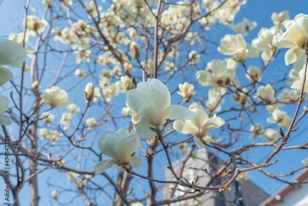 Obraz ハクモクレン