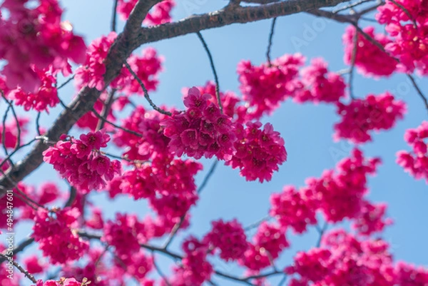 Obraz カンヒザクラ