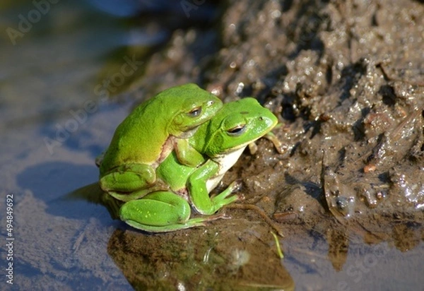 Fototapeta シュレーゲルアオガエル
