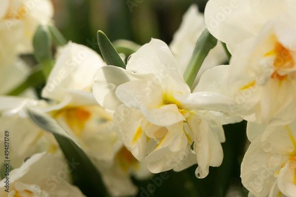 Obraz Terry Narcissus. Very beautiful double daffodil flowers in the morning sun. White and yellow double daffodil on blurred bokeh background