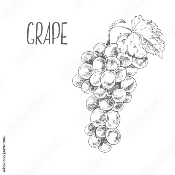 Fototapeta Hand drawn vector fresh grape vine image